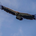 Himalayan Vulture AKA Himalayan Griffon (Gyps himalayensis) Dhauladhar Mountains, India